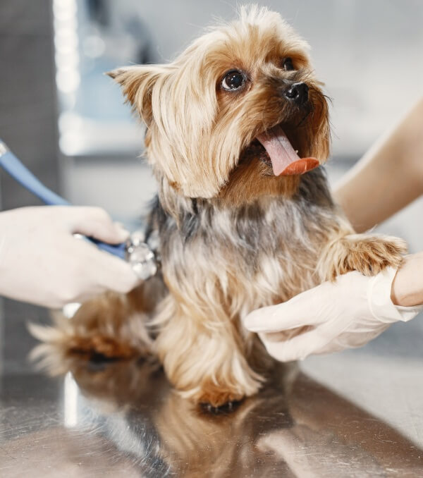 Atendimento veterinário com o VetSoft Web
