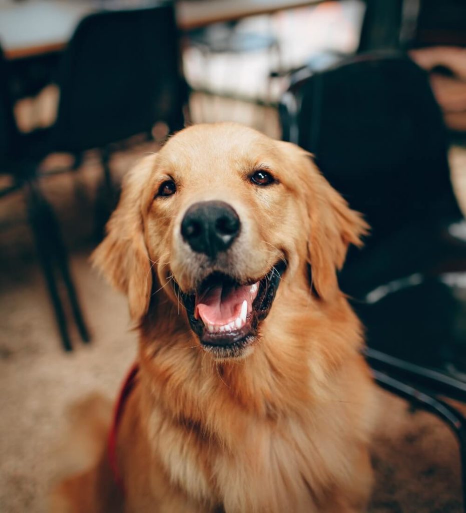 Pet feliz após banho e tosa